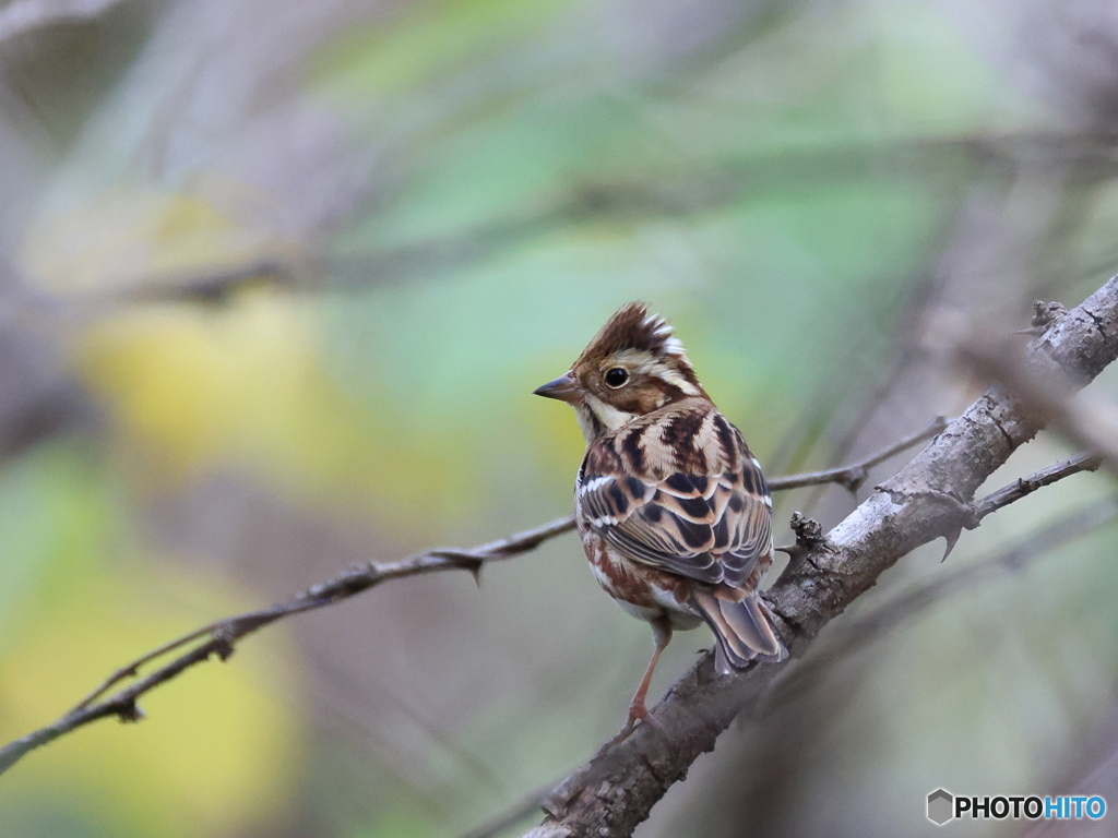 日々探鳥 カシラダカ 墓ノ木