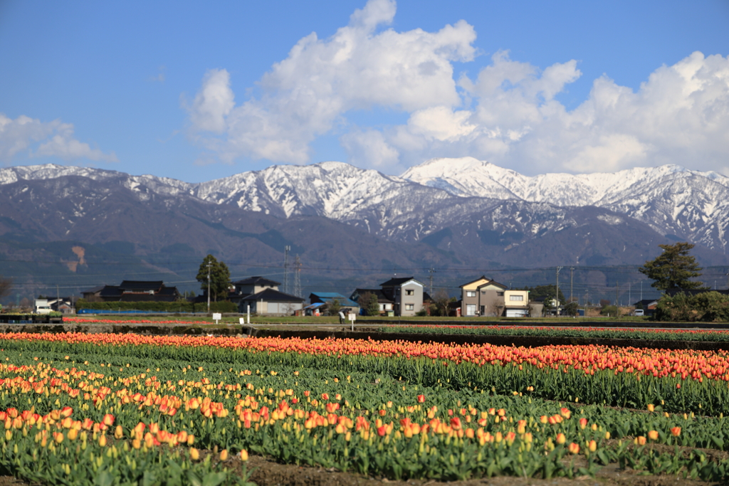 フラワーロードと立山連峰