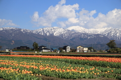 フラワーロードと立山連峰