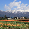 フラワーロードと立山連峰