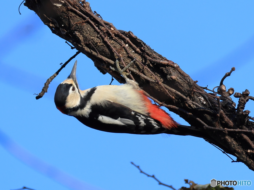 日々探鳥 今日の出迎えは アカゲラ♀