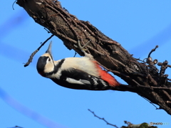 日々探鳥 今日の出迎えは アカゲラ♀