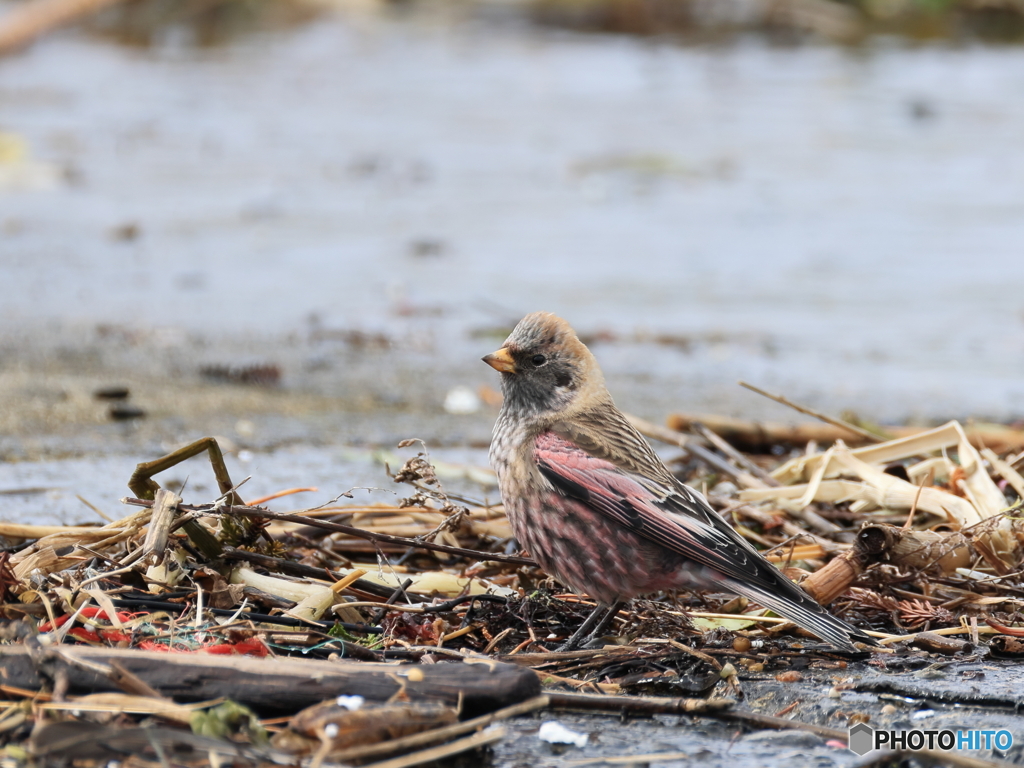 日々探鳥 ゴミに紛れて餌探し