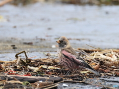 日々探鳥 ゴミに紛れて餌探し