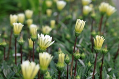 庭の花 白いガザニア