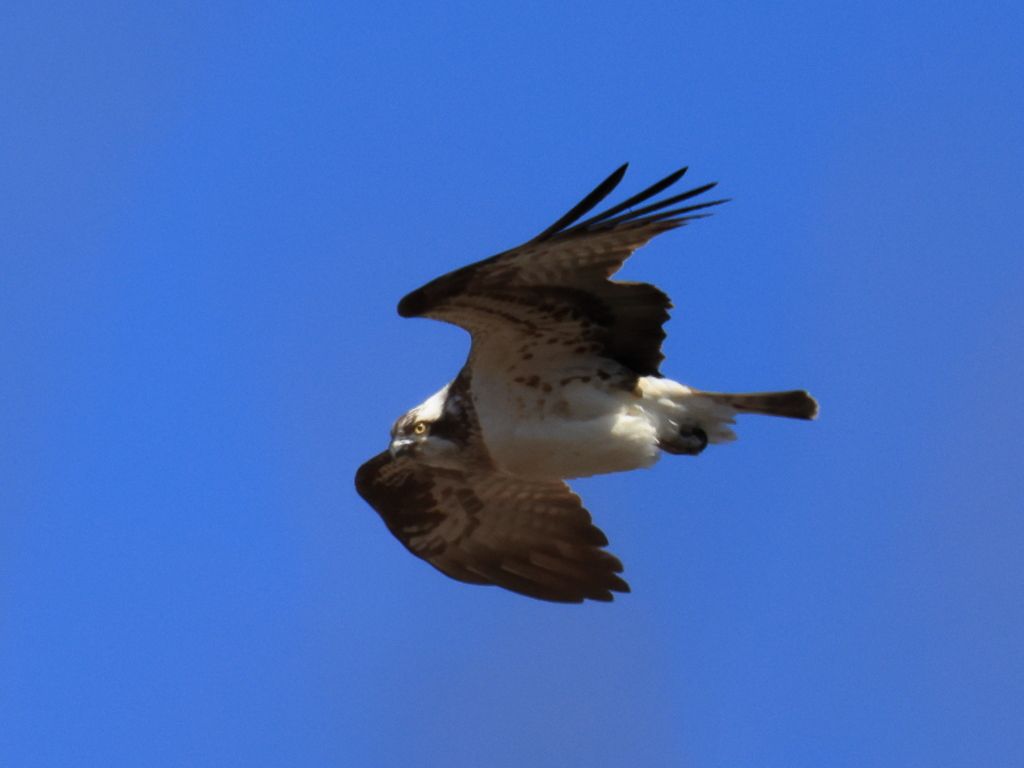 日々探鳥 ミサゴ？の飛翔