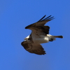 日々探鳥 ミサゴ？の飛翔