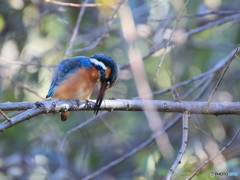 今日のカワセミ うう？下に餌が？