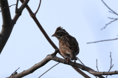 日々探鳥 カシラダカ