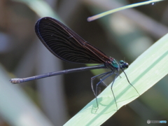 昆虫 羽黒トンボ♀