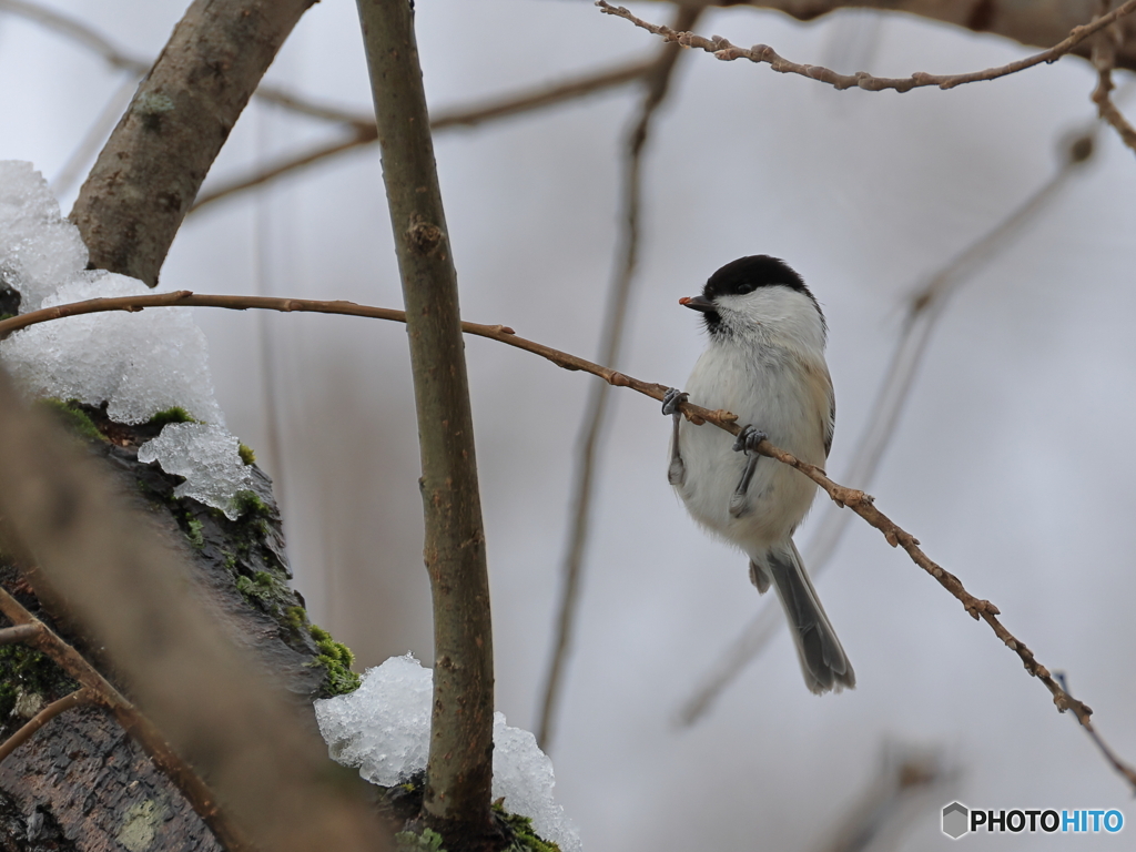 日々探鳥 雪が似合うねコガラ
