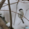 日々探鳥 雪が似合うねコガラ