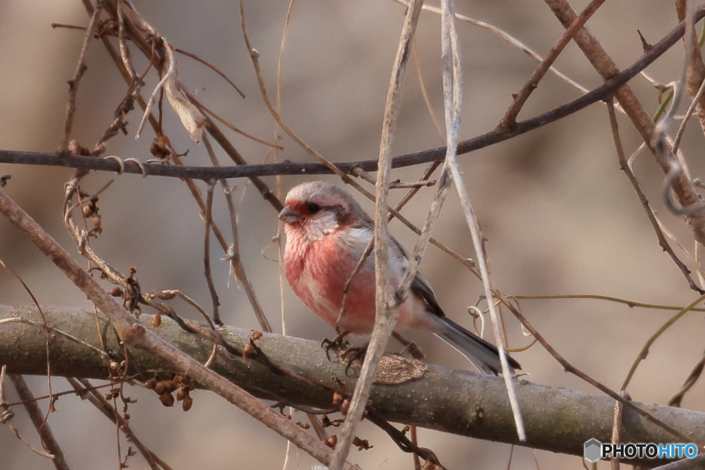 外は寒くても暖かそう^^