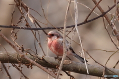 外は寒くても暖かそう^^