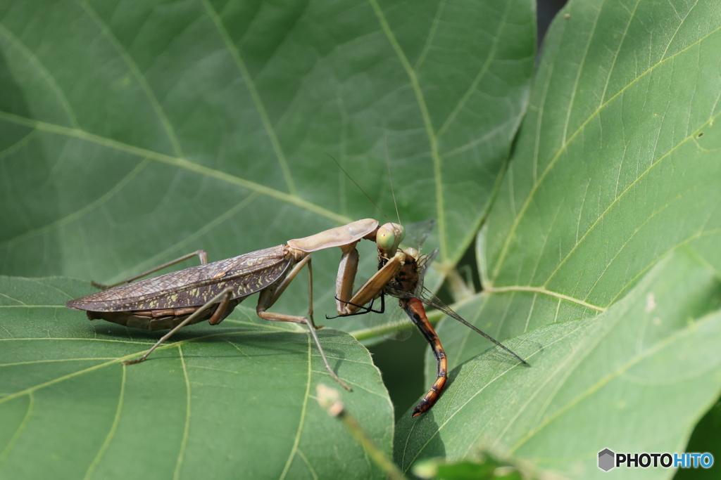 トンボ捕獲 カマキリ