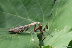 トンボ捕獲 カマキリ