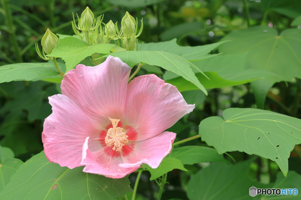 植物園散策 芙容