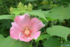 植物園散策 芙容