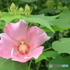 植物園散策 芙容