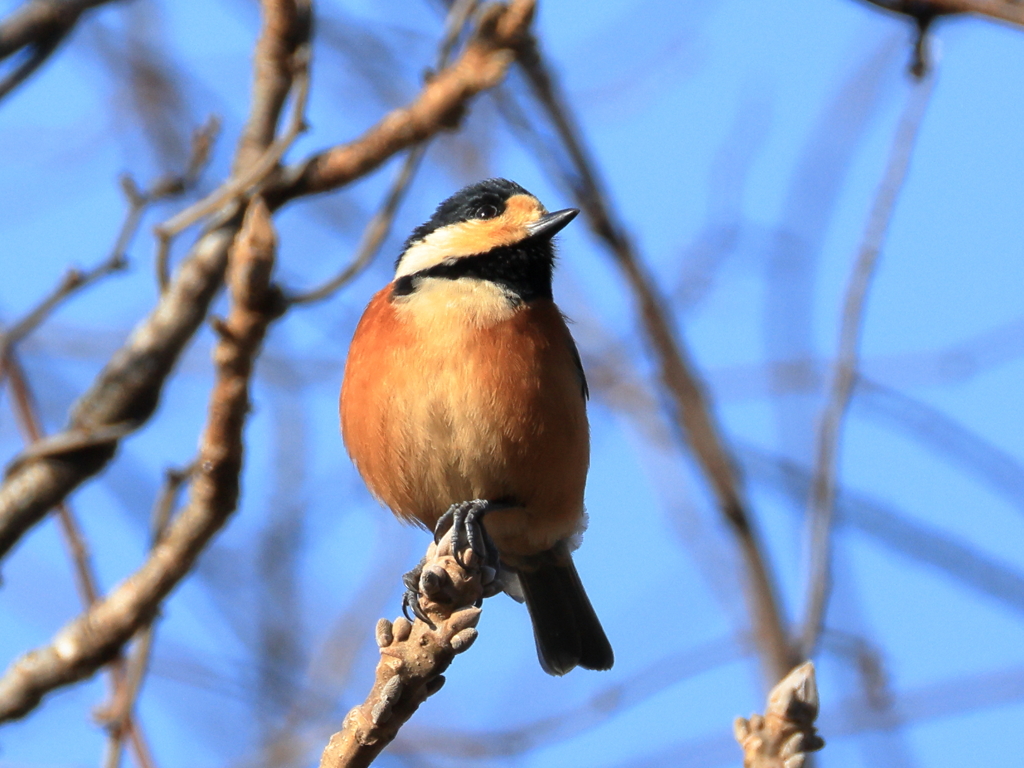 日々探鳥 こっちには？