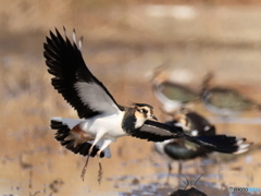 タゲリ百選 綺麗な翼でしょ前姿２