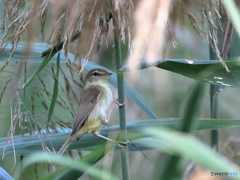 日々探鳥 ポールダンスする？