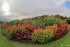 植物園散策 ケイトウの花壇