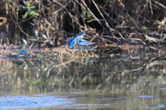 今日のカワセミ 水中浮上から飛翔