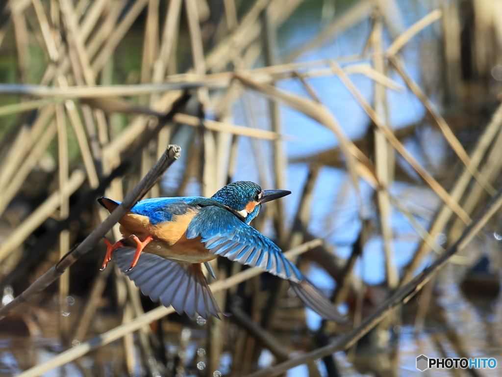 今日のカワセミ 飛び出し⑤