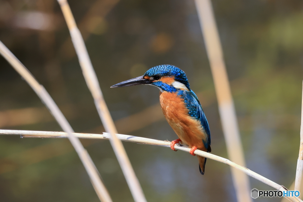 決めポーズ、カワセミ