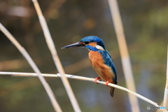 決めポーズ、カワセミ