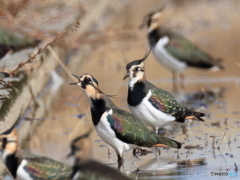タゲリ百選 ミューの鳴き声