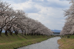 舟川のさくら①