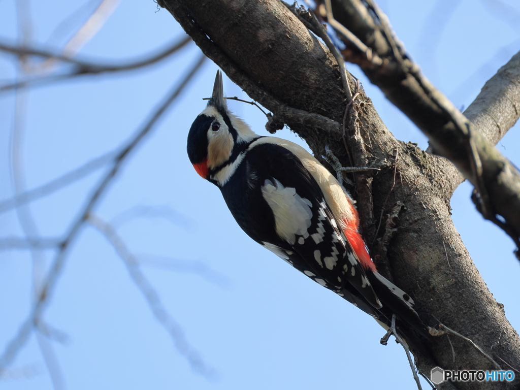 日々探鳥 今日も来てくれたアカゲラ