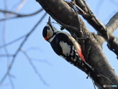 日々探鳥 今日も来てくれたアカゲラ