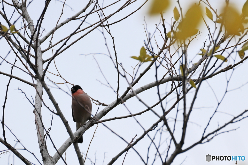 日々探鳥 亜種アカウソ(証拠写真)