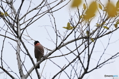 日々探鳥 亜種アカウソ(証拠写真)
