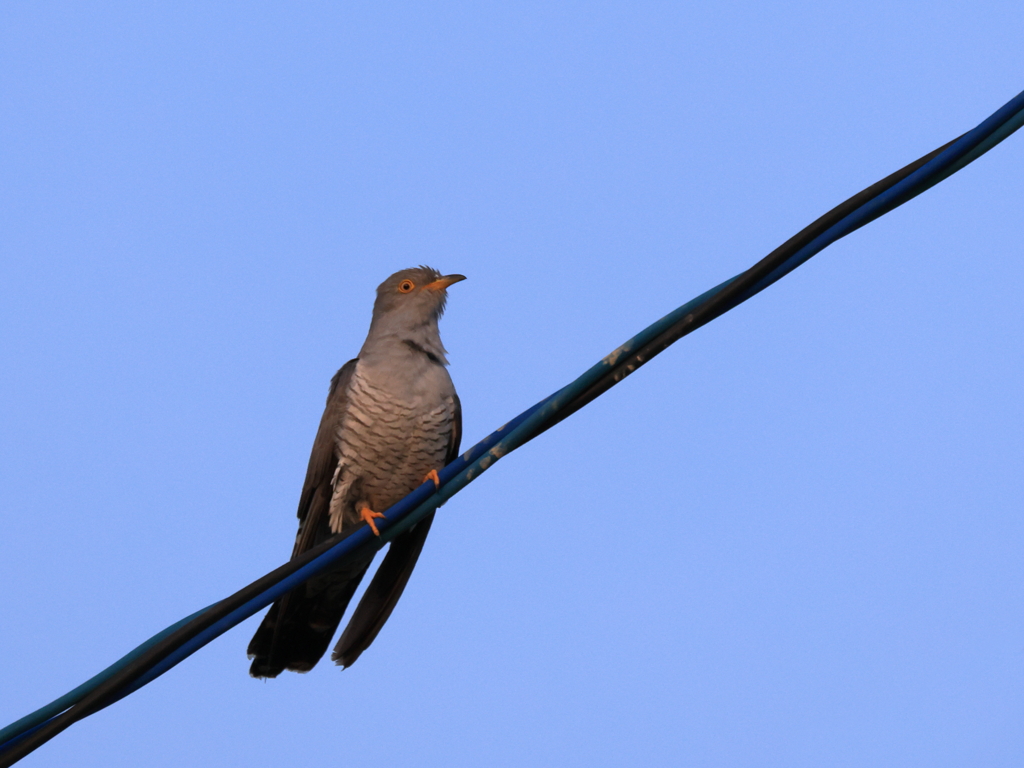 日々探鳥 初夏を告げる