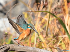 今日のカワセミ いざ！