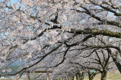 さくら散らす