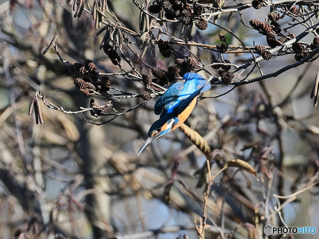 今日のカワセミ 飛び出し⑨