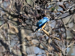 今日のカワセミ 飛び出し⑨
