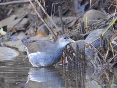 日々探鳥 あなたはどなた？ 幼鳥バン