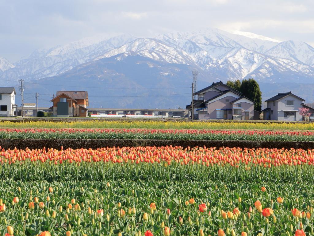 チューリップと菜の花と立山