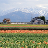 チューリップと菜の花と立山