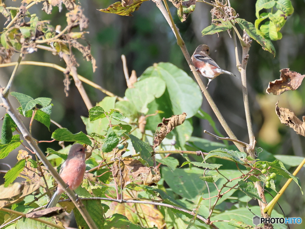 日々探鳥 初ベニマシコ１０選 おーい、こっち向いて！