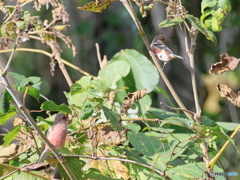 日々探鳥 初ベニマシコ１０選 おーい、こっち向いて！