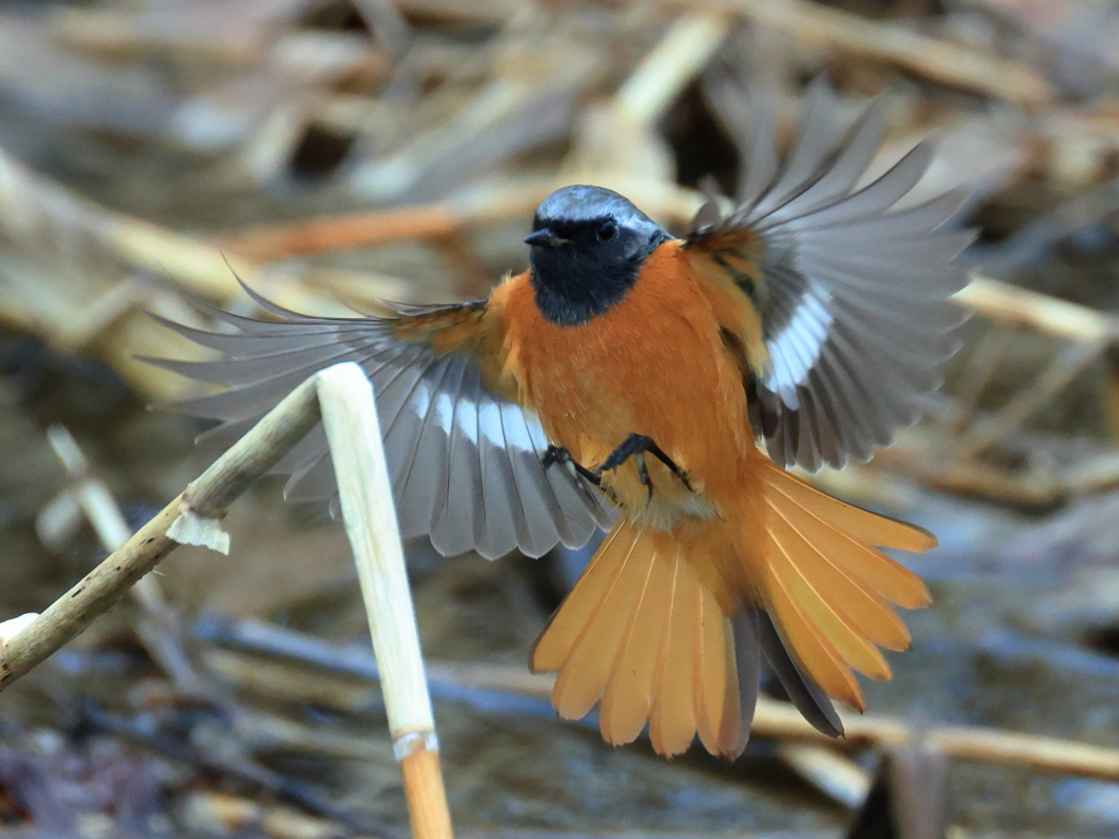 日々探鳥 ジョビオ 羽ばたき