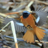 日々探鳥 ジョビオ 羽ばたき