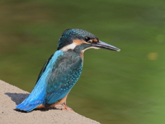 今日のカワセミ♂ カッコウ良いね④